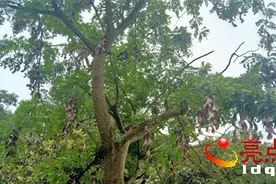 兴义市白碗窑镇普哈发现一棵挂满扭曲皂荚的皂角树图片