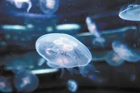 身上没有脂肪、碳水和蛋白质 但它却被捕食者抢着吃图片