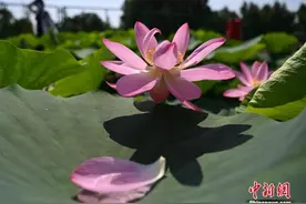来圆明园！百年古莲的“第二代”开花了图片