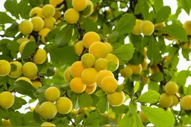 抿抿甜的李子搭上“直播专列”，30万斤销售一空图片