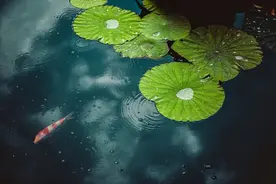 夜话丨法布尔：昆虫记之奇妙的池塘图片