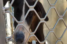 失而复得！德国一男子奇迹般找回5年前丢失爱犬图片