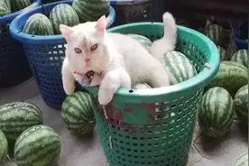 猫咪面露愤怒表情为主人看守西瓜 主人：从没见它笑过图片