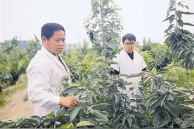 逛逛咱的樱桃“大观园”图片