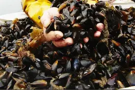 紧急提醒！这种常吃的海鲜被查出毒素超标图片