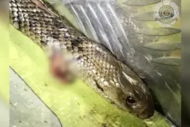 澳洲小伙在高速上玩命狂飙，原来他车里有一条全世界最毒的蛇……图片