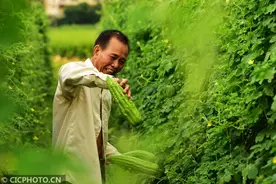 广西南宁：小暑忙采摘图片