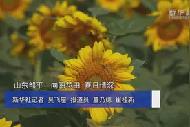 山东邹平：向阳花田  夏日情深视频封面
