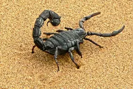 俄媒：蝎子毒素用处大可治糖尿病癌症 俄专家发现其作用原理图片