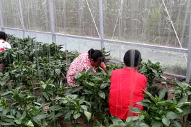 45秒丨发展循环农业模式，打造东营绿色蔬菜名片图片