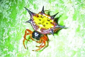 漳州：带刺的蜘蛛 你见过吗？图片