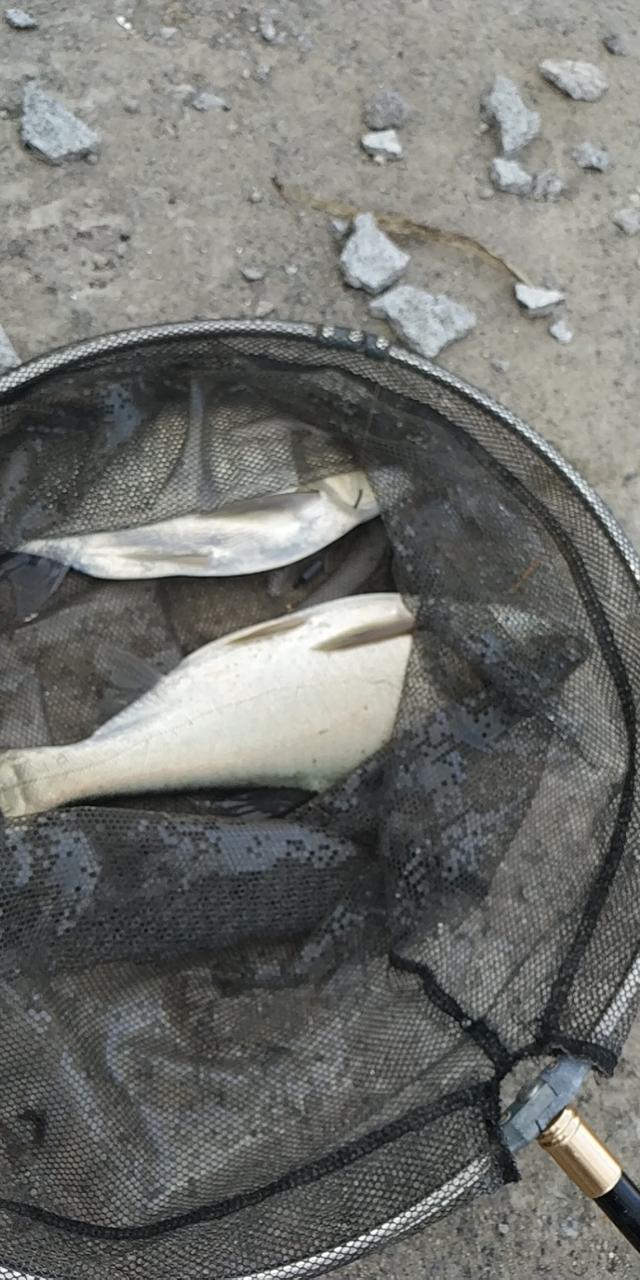 边钓鱼边拍照确实有难度，来自免费池塘的亢奋