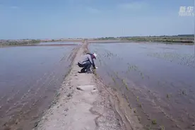 探访柴达木海水稻种植基地视频封面