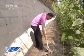 异地搬迁 技术入户 阿西尔走出了一条种菜脱贫路图片