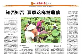 知否知否 夏季这样管莲藕图片