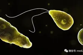 恐怖的“食脑虫”！143人感染者仅存活4人……由鼻腔进人体1周内死亡图片