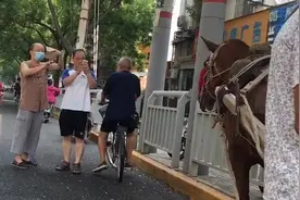 郑州一老汉驾“宝马”卖玉米 进城后市民都愣了图片