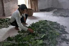 小桑蚕开启致富路——老黄脱贫记图片