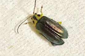 甲虫夏季频入室 居民感觉有点烦图片