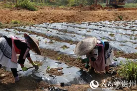 开阳县高寨乡：从高贫寨迈向致富寨图片