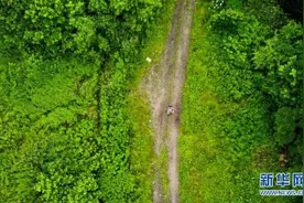 野生东北虎巡护员董红雨的三十载“山虎情”（图）图片