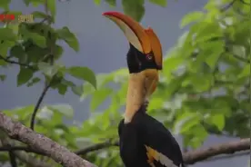 罕见！云南拍到野外双角犀鸟宝宝出巢，网友：嘴巴像香蕉图片