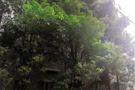 枝叶遮天蔽日！翡翠湾树小区树太高低楼层业主摸黑度日图片
