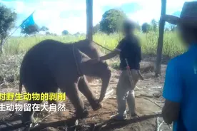 揪心！世界动物保护协会曝光泰国驯象全过程视频封面