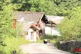 “滚滚”下山！野生大熊猫现身四川老河沟，“偶遇”巡护员图片