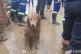 搜救犬连夜参与救援满身泥泞，小英雄满脸疲惫，辛苦了图片