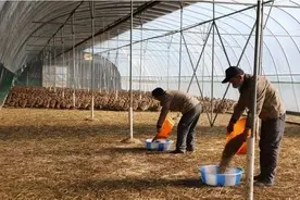 甘肃天水与天津东西部扶贫协作走向深层次宽领域图片