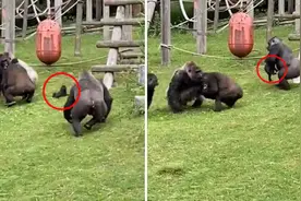 猩猩妈妈打架把幼崽丢一旁 雄猩猩抱走幼崽避免被误伤图片