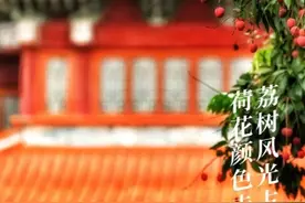 福州荔枝图鉴图片