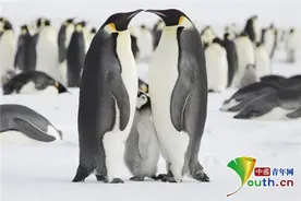 南极小企鹅伸长脖子张嘴求关注图片