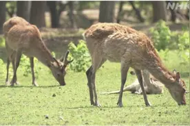 日本奈良鹿“野生化”：进山啃草 恢复反刍 营养越来越好图片