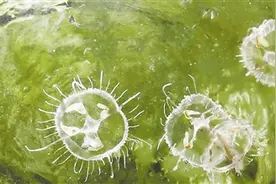 十八连山不明水生生物“身份”确认 专家鉴定为濒临绝迹索氏桃花水母图片