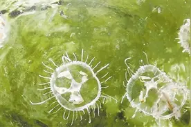 十八连山不明水生生物“身份”确认 专家鉴定为濒临绝迹索氏桃花水母图片