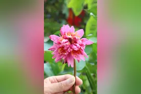 罕见！广州莲花山惊现七蒂睡莲图片