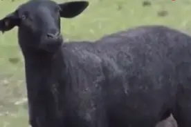 内蒙古一企业部分乌骨羊丢失，警方征集线索寻找图片