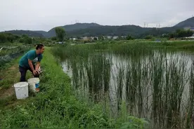 喝中药调理的鳖，一公斤卖240元！就在诸暨图片