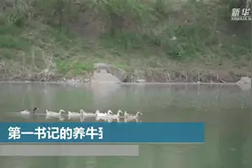 第一书记的养牛致富经视频封面