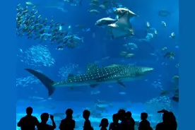 暑假去哪儿？推荐台州这11处好玩地开启亲子之旅吧图片