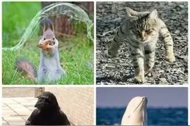 “动物兄贵”蹿红新秀：威风凛凛肌肉猛男羊两足步行图片
