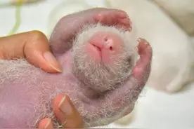 赠台大熊猫“圆仔妹”初露萌态 前爪“比心”萌翻岛内图片