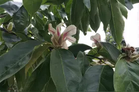 南召对辛夷二次开花奇异现象进行重点调查图片