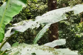 蝗虫入侵云南！大疆植保无人机军团吹响围歼号角图片