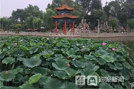 i东营·影像｜定格广饶月河公园雨天最美瞬间图片