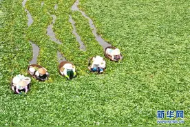 江苏泰州：水乡采菱忙图片