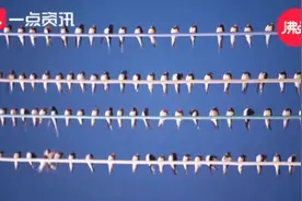 壮观！广西上千只燕子电线上排成五线谱视频封面