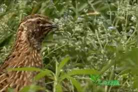 人与自然：求偶鹌鹑不停鸣叫，不料不仅引来了配偶，还吸引了猞猁